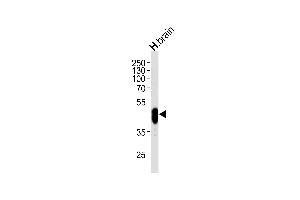 Western blot analysis of lysate from human brain tissue lysate, using PFTK1 Antibody (N-term P82) at 1:1000 at each lane. (CDK14 anticorps  (N-Term))
