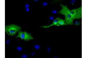 Immunofluorescence (IF) image for anti-Adenylate Kinase 5 (AK5) antibody (ABIN1496532) (Adenylate Kinase 5 anticorps)