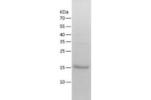 Western Blotting (WB) image for Vacuolar Protein Sorting 29 (VPS29) (AA 1-182) protein (His-IF2DI Tag) (ABIN7125688)
