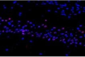 Immunofluorescent analysis of paraformaldehyde-fixed mouse substantia nigra using RMND5A (ABIN7075401) at dilution of 1: 1200 (RMND5A anticorps)