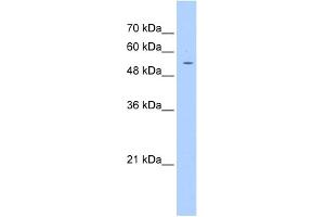 WB Suggested Anti-PGS1 Antibody Titration:  1. (PGS1 anticorps  (C-Term))