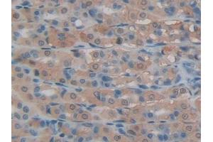 DAB staining on IHC-P; Samples: Rat Intestine Tissue
