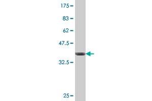 Western Blot detection against Immunogen (37.