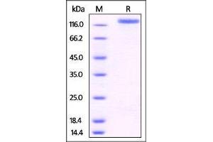 Human P-Selectin, Fc Tag on SDS-PAGE under reducing (R) condition. (P-Selectin Protein (AA 42-771) (Fc Tag))