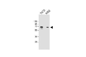 All lanes : Anti-YTHD3 Antibody (Center) at 1:1000 dilution Lane 1: T47D whole cell lysate Lane 2: K562 whole cell lysate Lysates/proteins at 20 μg per lane.