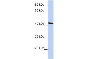 Western Blotting (WB) image for anti-Kaptin (Actin Binding Protein) (KPTN) antibody (ABIN2460057) (KPTN anticorps)