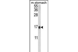 Western blot analysis of LGALS2 Antibody (Center) (ABIN652689 and ABIN2842460) in mouse stomach tissue lysates (35 μg/lane). (Galectin 2 anticorps  (AA 85-111))