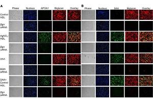 Immunofluorescence of Anti-Apolipoprotein AI.