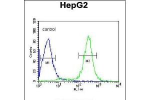 Flow cytometric analysis of HepG2 cells (right histogram) compared to a negative control cell (left histogram). (ITIH2 anticorps  (C-Term))
