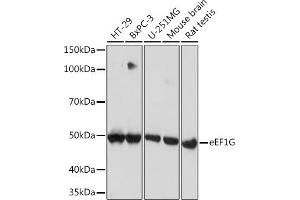 Western blot analysis of extracts of various cell lines, using eEF1G Rabbit mAb (ABIN7267024) at 1:1000 dilution. (EEF1G anticorps)