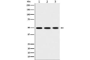 Western blot analysis of EEF1G expression in (1) 293T cell lysate, (2) HepG2 cell lysate, (3) NIH/ 3T3 cell lysate.
