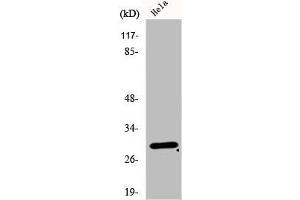 Western Blot analysis of HeLa cells using eIF3K Polyclonal Antibody (EIF3K anticorps  (Internal Region))