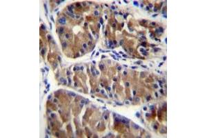 anti-Ecto-NOX Disulfide-Thiol Exchanger 2 (ENOX2) (AA 1-30), (N-Term) antibody