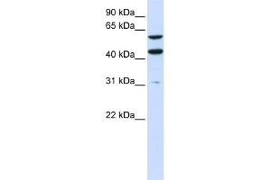 WB Suggested Anti-PTDSS1 Antibody Titration:  0. (PTDSS1 anticorps  (N-Term))