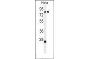 Western blot analysis of SSH3 Antibody (C-term) in Hela cell line lysates (35ug/lane). (SSH3 anticorps  (C-Term))