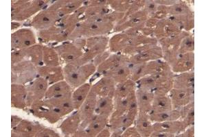 Detection of MYO in Porcine Cardiac Muscle Tissue using Polyclonal Antibody to Myoglobin (MYO)