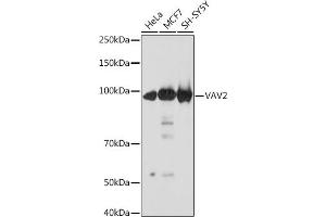 VAV2 anticorps