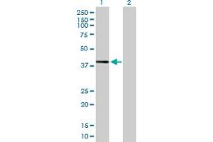 Western Blot analysis of DHDH expression in transfected 293T cell line by DHDH MaxPab polyclonal antibody. (DHDH anticorps  (AA 1-334))