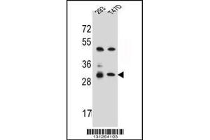 Western blot analysis in 293,T47D cell line lysates (35ug/lane). (OR4P4 anticorps  (C-Term))