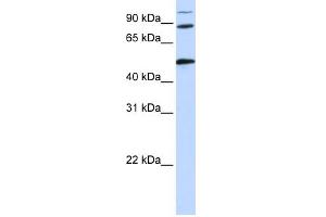 WB Suggested Anti-COG4 Antibody Titration: 0. (COG4 anticorps  (Middle Region))