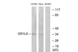 Western blot analysis of extracts from HUVEC cells and HeLa cells, using OR1L6 antibody. (OR1L6 anticorps  (Internal Region))