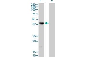 Western Blot analysis of NEIL2 expression in transfected 293T cell line by NEIL2 monoclonal antibody (M01), clone 1B7. (NEIL2 anticorps  (AA 1-332))
