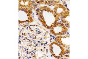 Immunohistochemical analysis of paraffin-embedded H.