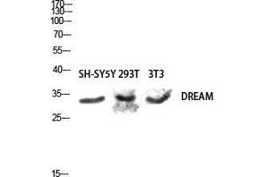 Western Blot (WB) analysis of SH-SY5Y 293T 3T3 lysis using DREAM antibody. (DREAM (Tyr706) anticorps)