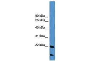 Image no. 1 for anti-RNA Binding Motif Protein 18 (RBM18) (AA 101-150) antibody (ABIN6745406)