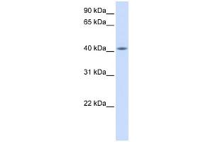 WB Suggested Anti-FAM54A Antibody Titration: 0. (FAM54A anticorps  (Middle Region))