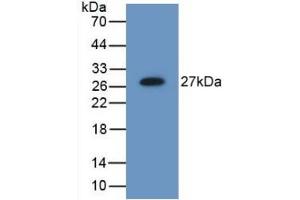 Detection of Recombinant MB21D1, Mouse using Polyclonal Antibody to Mab21 Domain Containing Protein 1 (MB21D1) (C6orf150 anticorps  (AA 211-395))