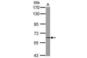 Image no. 2 for anti-Nicotinic Acetylcholine Receptor beta (CHRNB1) (AA 274-501) antibody (ABIN1497506) (CHRNB1 anticorps  (AA 274-501))