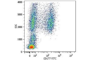 Surface staining of human peripheral blood cells with anti-CD177 (MEM-166) FITC.