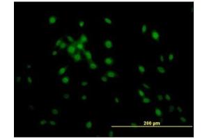 Immunofluorescence (IF) image for anti-Kruppel-Like Factor 11 (KLF11) antibody (ABIN781889) (KLF11 anticorps)
