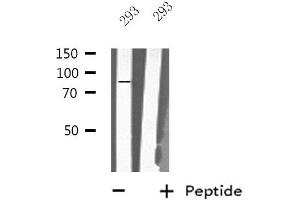 Western blot analysis of extracts from 293 cells, using MX2 antibody. (MX2 anticorps  (Internal Region))