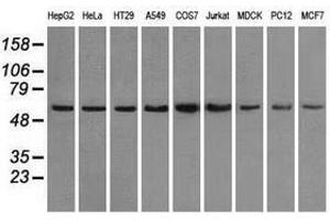 Image no. 3 for anti-Protein Phosphatase 5, Catalytic Subunit (PPP5C) antibody (ABIN1500393) (PP5 anticorps)