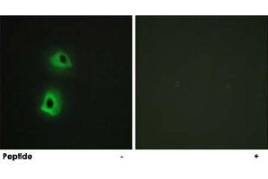 Immunofluorescence analysis of HeLa cells, using TRAF3IP3 polyclonal antibody . (TRAF3IP3 anticorps)
