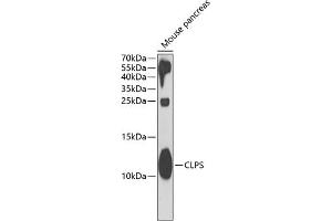Western blot analysis of extracts of mouse pancreas, using CLPS antibody (ABIN6128989, ABIN6138744, ABIN6138747 and ABIN6221981) at 1:1000 dilution. (CLPS anticorps  (AA 18-112))