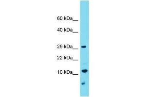 Host: Rabbit Target Name: C9orf123 Sample Type: U937 Whole Cell lysates Antibody Dilution: 1. (C9orf123 anticorps  (C-Term))