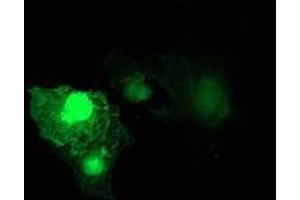 Image no. 3 for anti-Ras Homolog Family Member D (RHOD) antibody (ABIN1500700)