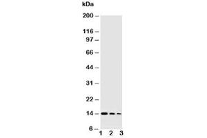 Western blot testing of NGF antibody and Lane 1:  Recombinant human protein 10ng (Nerve Growth Factor anticorps  (AA 122-241))