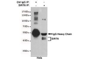 Immunoprecipitation of SIRT6 from HeLa cell lysate using SIRT6 antibody. (SIRT6 anticorps)