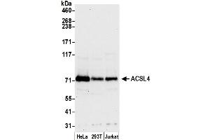 Western Blotting (WB) image for anti-Acyl-CoA Synthetase Long-Chain Family Member 4 (ACSL4) (AA 250-300) antibody (ABIN7449942)