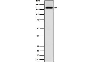 Western blot analysis of SARA expression in A673 cell lysate.