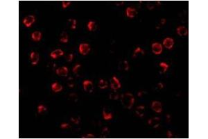 Immunofluorescence of PUMA in K562 cells with this product at 2 µg/ml.