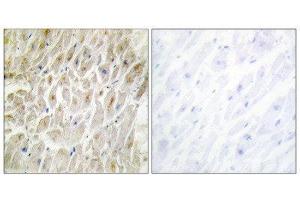 Immunohistochemistry (IHC) image for anti-Distal-Less Homeobox 3 (DLX3) (Internal Region) antibody (ABIN1848996) (DLX3 anticorps  (Internal Region))