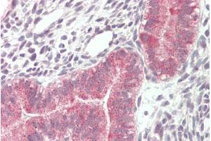 ABIN5539891 (5µg/ml) staining of paraffin embedded Human Uterus. (VPS16 anticorps  (Internal Region))