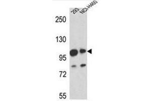 Western blot analysis of Mastermind-Like Protein 1 Antibody (Center) in 293,NCI-H460 cell line lysates (35ug/lane). (MAML1 anticorps  (Middle Region))