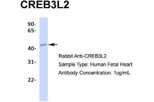 Host:  Rabbit  Target Name:  CREB3L2  Sample Type:  Human Fetal Heart  Antibody Dilution:  1.