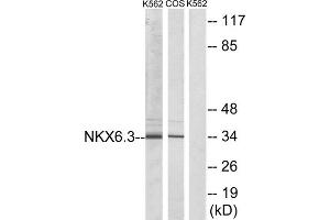 Western blot analysis of extracts from K562 cells and COS-7 cells, using NKX6. (NK6 Homeobox 3 anticorps  (Internal Region))